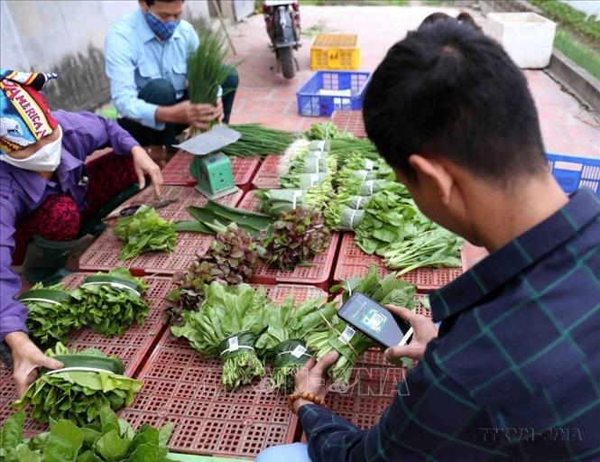 Quét mã QR truy xuất nguồn gốc sản phẩm của Hợp tác xã rau hữu cơ Thanh Xuân (xã Thanh Xuân, huyện Sóc Sơn, Hà Nội), cung cấp cho hệ thống các cửa hàng thực phẩm sạch trên địa bàn. Ảnh: Vũ Sinh - TTXVN