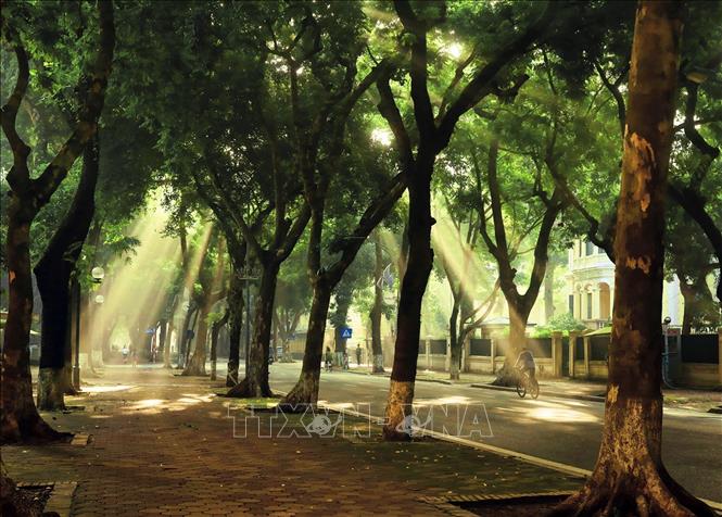 Mùa Thu Hà Nội là lúc con phố Phan Đình Phùng đẹp rực rõ với những luồng ánh sáng huyền ảo xuyên qua những tán cây hàng trăm năm tuổi. Ảnh: Lâm Khánh - TTXVN