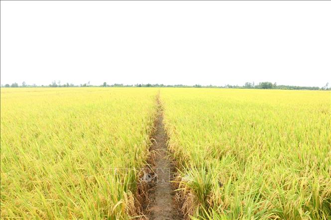 Trà lúa giống OM5451 của Hợp tác xã Tiến Thuận, huyện Vĩnh Thạnh tham gia thí điểm Đề án 1 triệu hecta lúa chất lượng cao. Ảnh: Thu Hiền - TTXVN