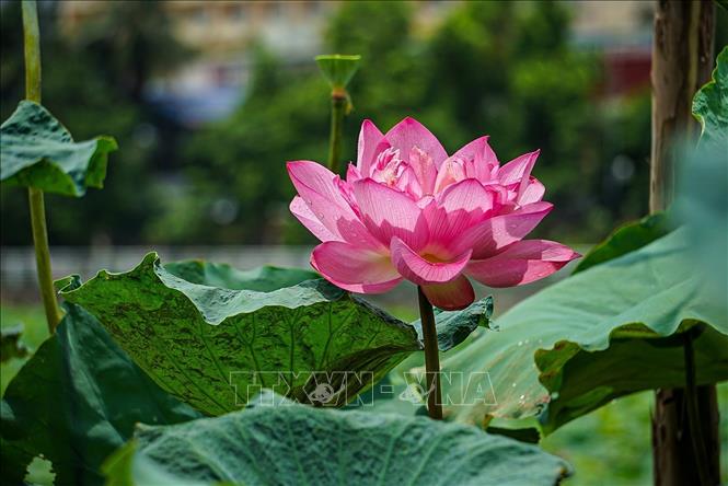 Sen Bách Diệp Hồ Tây bông lớn, khi nở to như hai bàn tay, có trăm cánh, xếp lớp bao bọc lấy nhụy, đài và gạo sen, giữ cho sen một mùi thơm thuần khiết, ngát đượm. Ảnh: Khánh Hoà - TTXVN