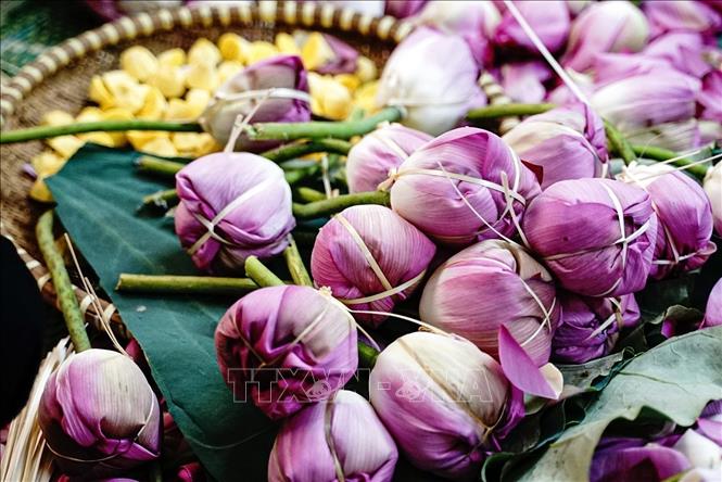 Để ướp được trà sen Tây Hồ, với hương thơm đặc trưng phải dùng sen Bách Diệp Hồ Tây. Ảnh: Khánh Hoà - TTXVN