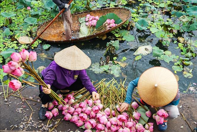 Sen Bách Diệp để ướp trà được hái vào khoảng thời gian từ 4-5h sáng khi chưa có ánh nắng mặt trời, hoa còn ngậm đủ sương gió, đúng độ hàm tiếu, hé miệng sáo, làn hương còn được phong kín bởi những cánh mỏng hồng tươi là thời điểm cho hương tốt nhất. Ảnh: Khánh Hoà – TTXVN