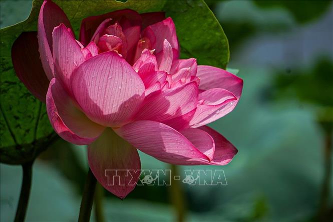 Sen Bách Diệp Hồ Tây bông lớn, khi nở to như hai bàn tay, có trăm cánh, xếp lớp bao bọc lấy nhụy, đài và gạo sen, giữ cho sen một mùi thơm thuần khiết, ngát đượm. Ảnh: Khánh Hoà - TTXVN
