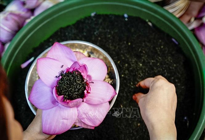 Để ướp được trà sen Tây Hồ, với hương thơm đặc trưng phải dùng sen Bách Diệp Hồ Tây. Ảnh: Khánh Hoà - TTXVN