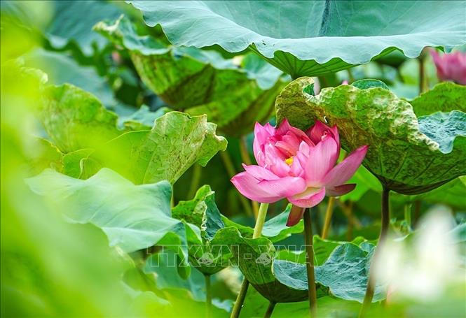 Sen Bách Diệp Hồ Tây bông lớn, khi nở to như hai bàn tay, có trăm cánh, xếp lớp bao bọc lấy nhụy, đài và gạo sen, giữ cho sen một mùi thơm thuần khiết, ngát đượm. Ảnh: Khánh Hoà - TTXVN