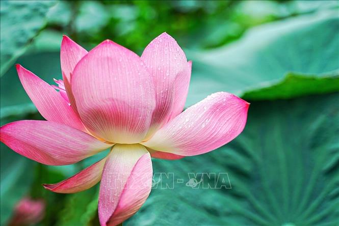 Vẻ đẹp tinh khiết, đặc biệt của hoa sen Bách Diệp Hồ Tây. Ảnh: Khánh Hoà - TTXVN