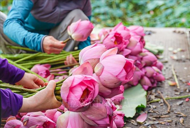 Hoa sen Bách Diệp để ướp trà được hái vào khoảng thời gian từ 4-5h sáng khi chưa có ánh nắng mặt trời, hoa còn ngậm đủ sương gió, đúng độ hàm tiếu, hé miệng sáo, làn hương còn được phong kín bởi những cánh mỏng hồng tươi là thời điểm cho hương tốt nhất. Ảnh: Khánh Hoà – TTXVN