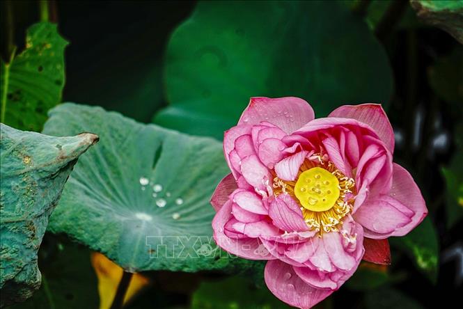 Sen Bách Diệp Hồ Tây bông lớn, khi nở to như hai bàn tay, có trăm cánh, xếp lớp bao bọc lấy nhụy, đài và gạo sen, giữ cho sen một mùi thơm thuần khiết, ngát đượm. Ảnh: Khánh Hoà - TTXVN