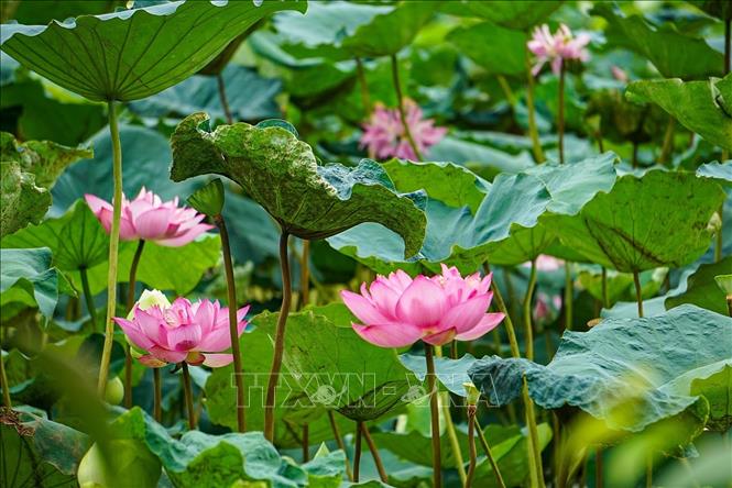 Sen Bách Diệp Hồ Tây bông lớn, khi nở to như hai bàn tay, có trăm cánh, xếp lớp bao bọc lấy nhụy, đài và gạo sen, giữ cho sen một mùi thơm thuần khiết, ngát đượm. Ảnh: Khánh Hoà - TTXVN