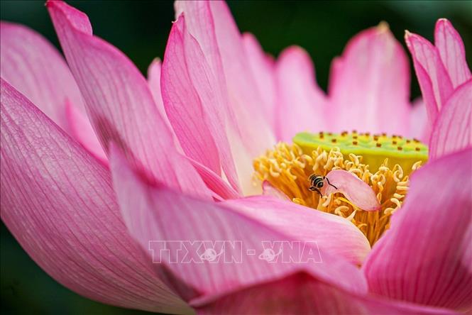 Sen Bách Diệp Hồ Tây bông lớn, khi nở to như hai bàn tay, có trăm cánh, xếp lớp bao bọc lấy nhụy, đài và gạo sen, giữ cho sen một mùi thơm thuần khiết, ngát đượm. Ảnh: Khánh Hoà - TTXVN