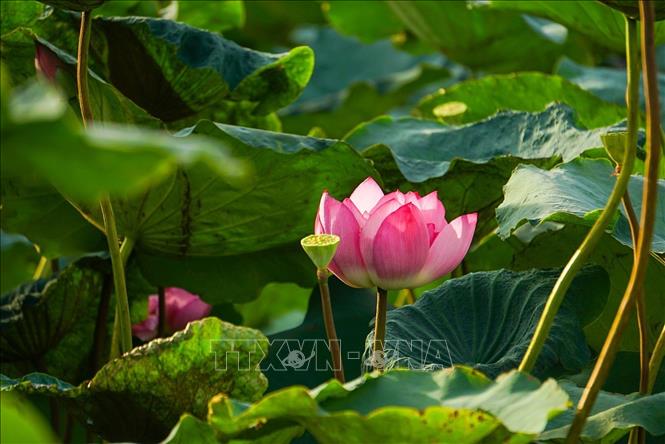 Sen Bách Diệp Hồ Tây bông lớn, khi nở to như hai bàn tay, có trăm cánh, xếp lớp bao bọc lấy nhụy, đài và gạo sen, giữ cho sen một mùi thơm thuần khiết, ngát đượm. Ảnh: Khánh Hoà - TTXVN