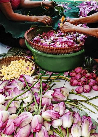 Để ướp được trà sen Tây Hồ, với hương thơm đặc trưng phải dùng sen Bách Diệp Hồ Tây. Ảnh: Khánh Hoà - TTXVN