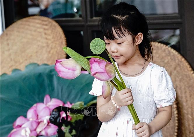 Em bé ở phường Quảng An bên những bông sen Bách Diệp mới được thu hái chuẩn bị ướp trà. Ảnh: Khánh Hoà - TTXVN