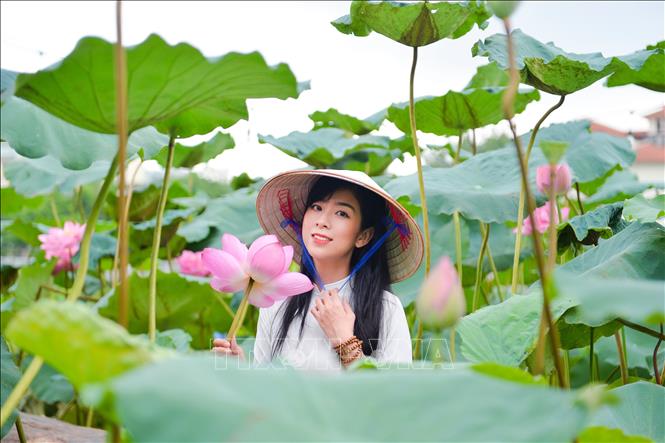 Từ lâu nay, hình ảnh hoa sen đã trở nên quen thuộc với người dân Việt Nam và nhiều quốc gia Á Đông, là loài hoa tượng trưng cho vẻ đẹp tươi sáng, thanh cao và thuần khiết, đại diện nét đẹp tinh khôi, sự duyên dáng, dịu dàng của người phụ nữ. Ảnh: TTXVN