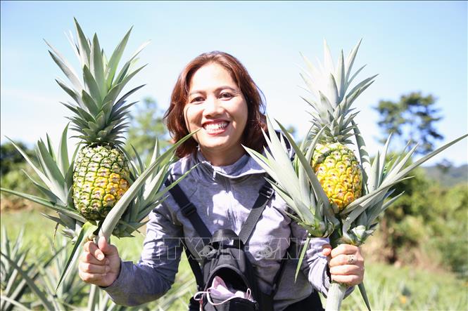 Chị Lê Thị Ánh tại xã Sơn Mùa (Sơn Tây, Quảng Ngãi) thu hoạch dứa. Ảnh: Đinh Hương - TTXVN