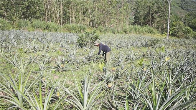 Vườn dứa được trồng thí điểm tại xã Sơn Bua (Sơn Tây, Quảng Ngãi). Ảnh: Đinh Hương - TTXVN