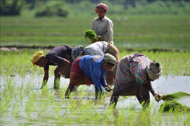 Nông dân trồng lúa trên cánh đồng tại Nagaon, bang Assam, Ấn Độ. Ảnh: THX/TTXVN