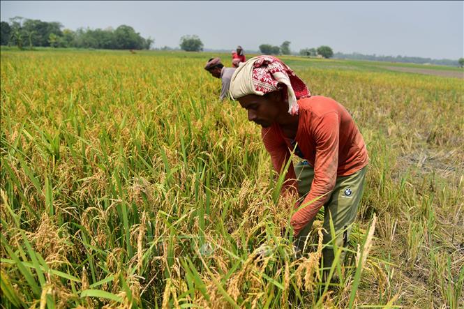 Nông dân thu hoạch lúa trên cánh đồng tại Nagaon, bang Assam, Ấn Độ. Ảnh: THX/TTXVN