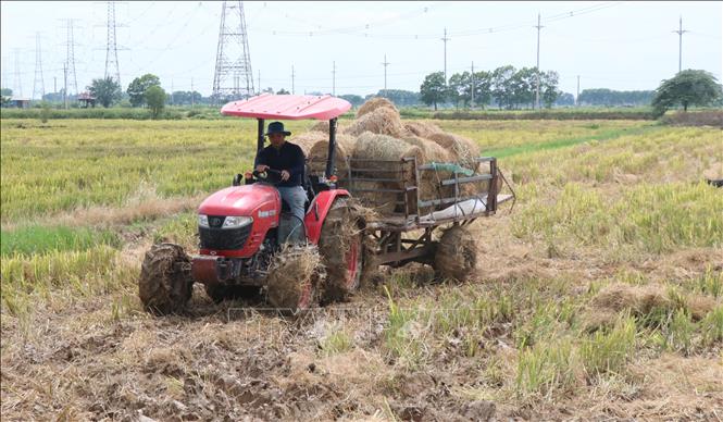 Nông dân xã Phú Hòa, huyện Lương Tài gom rơm sau khi rơm đã được cuộn. Ảnh: Thanh Thương- TTXVN