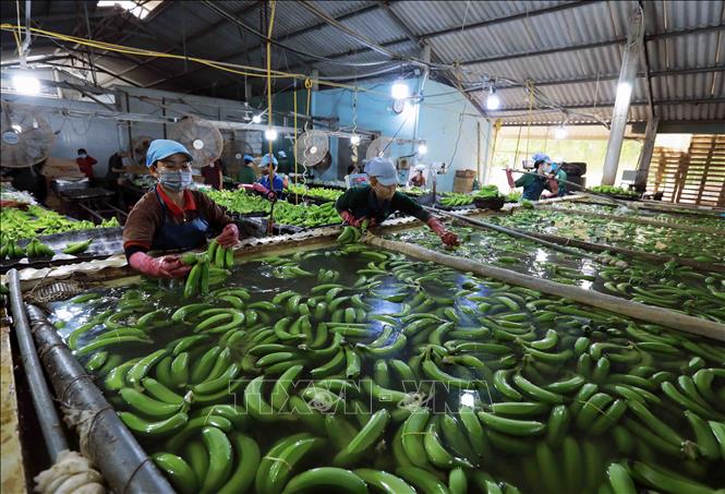 Preprocessing bananas for export in Duc Hue district, the Mekong Delta province of Long An. VNA Photo: Vũ Sinh