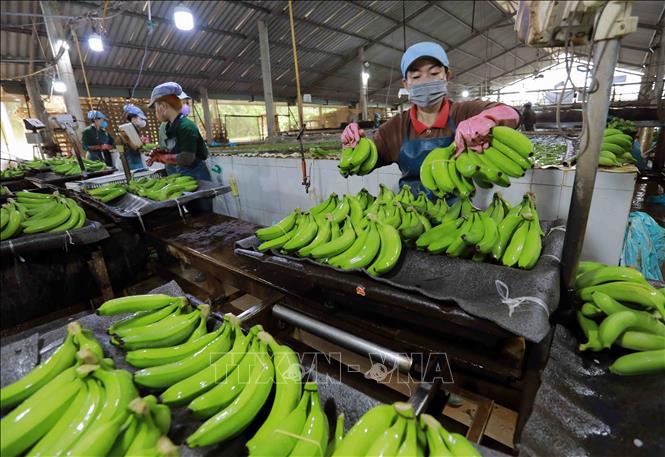 Preprocessing bananas for export in Duc Hue district, the Mekong Delta province of Long An. VNA Photo: Vũ Sinh