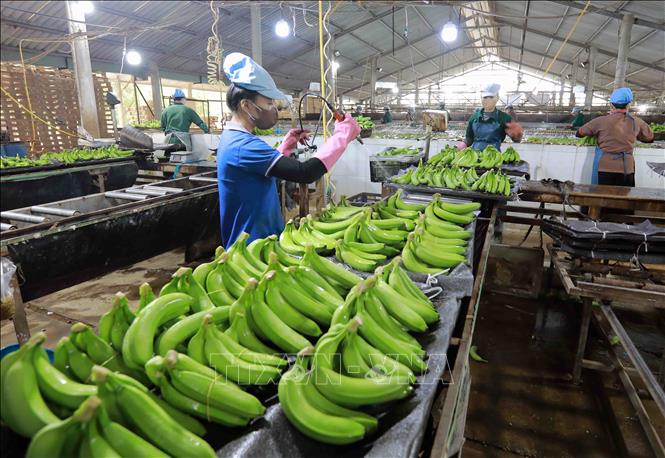 Preprocessing bananas for export in Duc Hue district, the Mekong Delta province of Long An. VNA Photo: Vũ Sinh