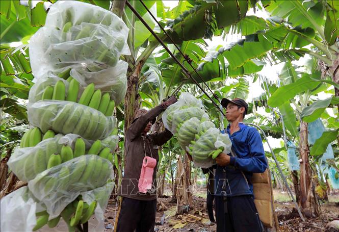 Harvesting bananas for export in Duc Hue district, the Mekong Delta province of Long An. VNA Photo: Vũ Sinh