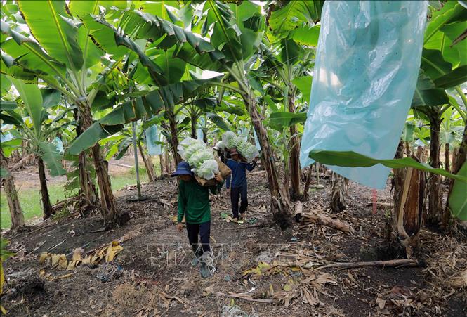 Harvesting bananas for export in Duc Hue district, the Mekong Delta province of Long An. VNA Photo: Vũ Sinh