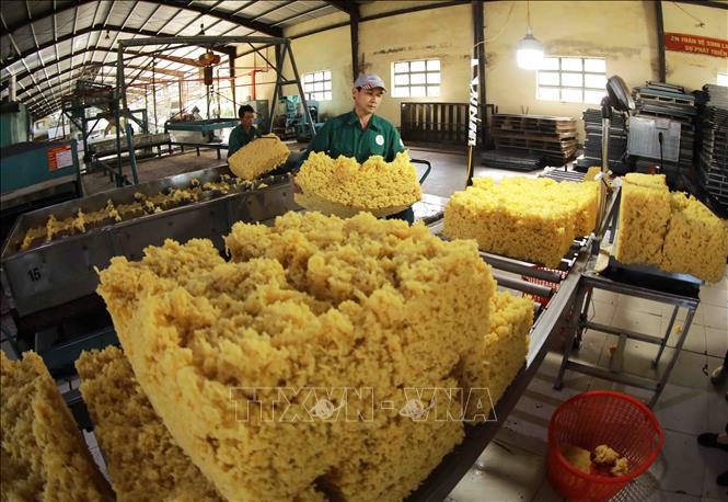 Cao su là một trong 7 sản phẩm, nhóm sản phẩm đạt giá trị xuất khẩu hơn 1 tỷ USD trong 6 tháng đầu năm. Ảnh: Vũ Sinh – TTXVN