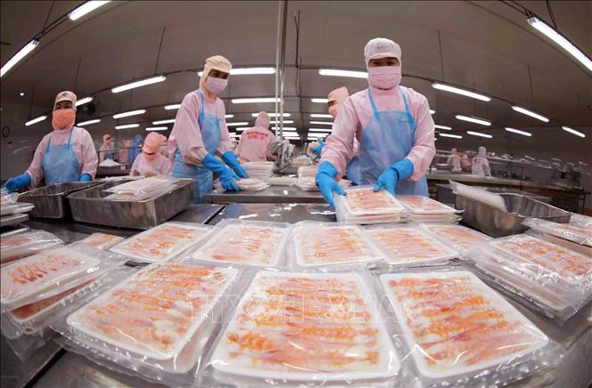 Chế biến tôm xuất khẩu ở nhà máy của Công ty Cổ phần Tập đoàn thuỷ sản Minh Phú. Ảnh: Vũ Sinh - TTXVN