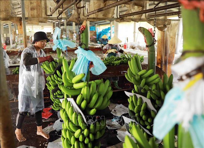 Trồng chuối xuất khẩu sang thị trường Trung Quốc tại xã Tân Thành, huyện Mộc Hoá, tỉnh Long An. Ảnh: Vũ Sinh – TTXVN