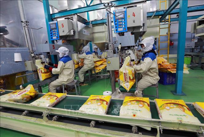 Đóng gói sản phẩm gạo xuất khẩu ở nhà máy của Tập đoàn Lộc Trời. Ảnh: Vũ Sinh - TTXVN
