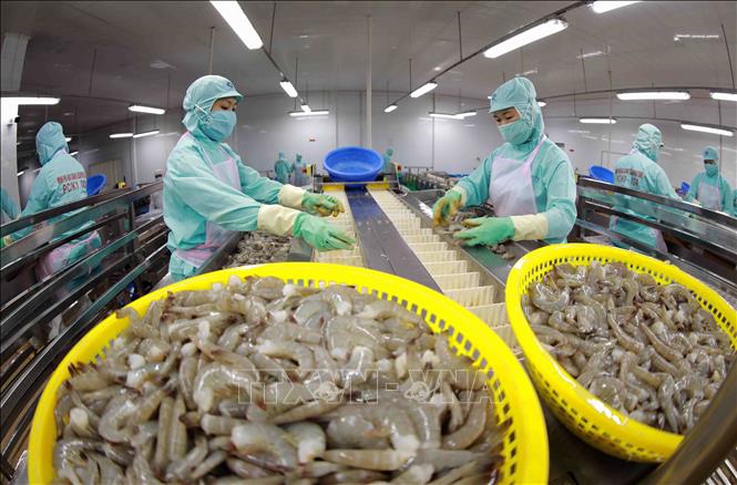 Sản phẩm tôm là một trong 7 sản phẩm, nhóm sản phẩm đạt giá trị xuất khẩu hơn 1 tỷ USD (cà phê, cao su, gạo, rau quả, hạt điều, tôm, sản phẩm gỗ). Ảnh: Vũ Sinh – TTXVN