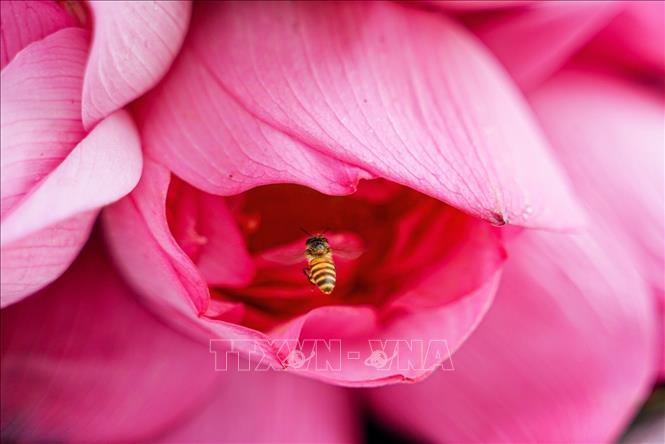 Bach Diep lotuses used specifically for tea infusion must be handpicked at 4 - 5am when the sun has not yet risen, the flowers still hold morning dew and not in full bloom, its sweet, fresh fragrance still preserved inside the hundreds thin petals. VNA Photo: Khánh Hoà