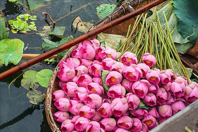 Bach Diep lotuses used specifically for tea infusion must be handpicked at 4 - 5am when the sun has not yet risen, the flowers still hold morning dew and not in full bloom, its sweet, fresh fragrance still preserved inside the hundreds thin petals. VNA Photo: Khánh Hoà