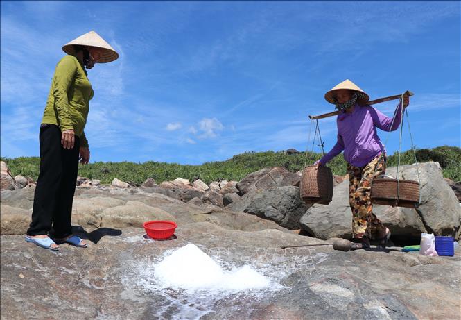 Người dân xóm Cỏ thu hoạch muối. Ảnh: Phạm Cường-TTXVN