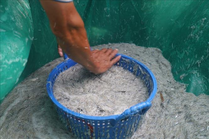 Anchovies caught by Phu Yen fishermen are preserved with ice. VNA Photo: Xuân Triệu