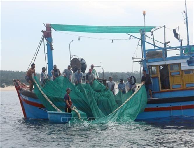 Fishermen cast their nets to catch anchovies in Phu Yen province. VNA Photo: Xuân Triệu