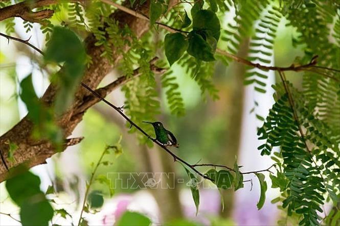 (Tư liệu) Chim ruồi ong tại Santa Maria Key, Villa Clara, Cuba. Ảnh: Getty Images/ TTXVN