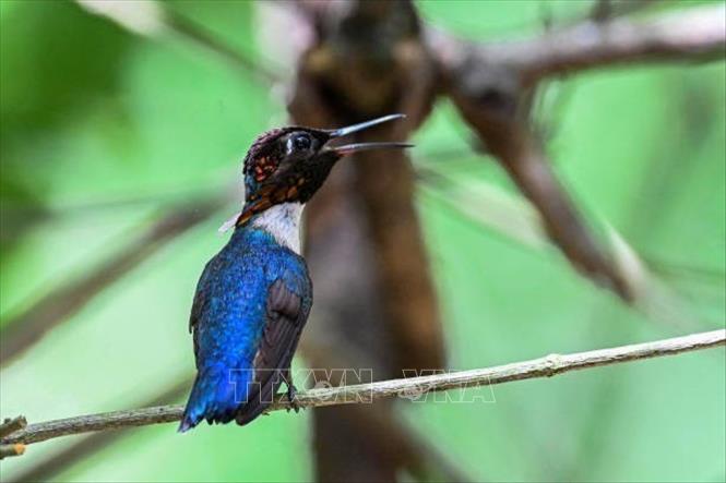 (Tư liệu) Chim ruồi ong tại Palpite, tỉnh Matanzas, Cuba, ngày 5/7/2024. Ảnh: Getty Images/ TTXVN