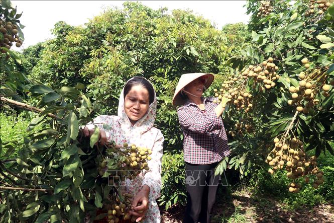 Các thành viên của Hợp tác xã cây ăn quả đặc sản Quyết Thắng, xã Tân Hưng, thành phố Hưng Yên chăm sóc những công đoạn cuối cùng để chuẩn bị cho vụ thu hoạch nhãn. Ảnh: Mai Ngoan-TTXVN