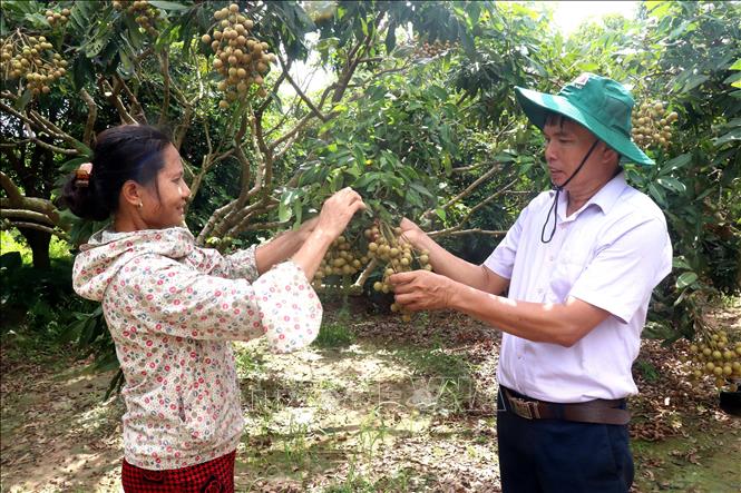 Các thành viên của Hợp tác xã cây ăn quả đặc sản Quyết Thắng, xã Tân Hưng, thành phố Hưng Yên chăm sóc những công đoạn cuối cùng để chuẩn bị cho vụ thu hoạch nhãn. Ảnh: Mai Ngoan-TTXVN