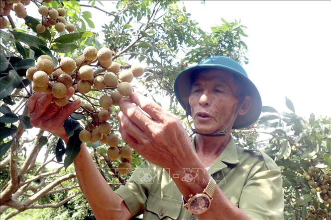 Thành viên của Hợp tác xã cây ăn quả đặc sản Quyết Thắng, xã Tân Hưng, thành phố Hưng Yên chăm sóc những công đoạn cuối cùng để chuẩn bị cho vụ thu hoạch nhãn. Ảnh: Mai Ngoan-TTXVN