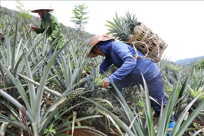 Local farmers in Muong Nha commune harvest pineapples. VNA Photo: Phan Quân 