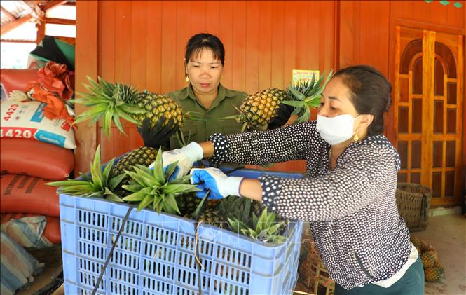 Wholesalers transport pineapples to consumer markets. VNA Photo: Phan Quân 