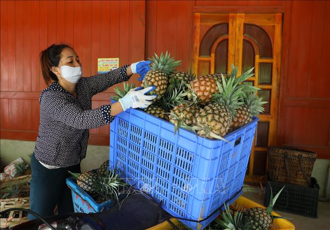 Wholesalers transport pineapples to consumer markets. VNA Photo: Phan Quân 