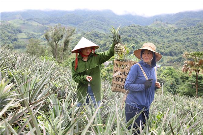 Local farmers in Muong Nha commune harvest pineapples. VNA Photo: Phan Quân 