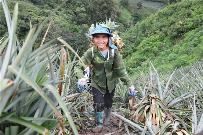A local farmer in Muong Nha commune harvests pineapples. VNA Photo: Phan Quân 