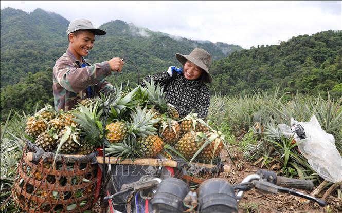 Local farmers in Muong Nha commune harvest pineapples. VNA Photo: Phan Quân 