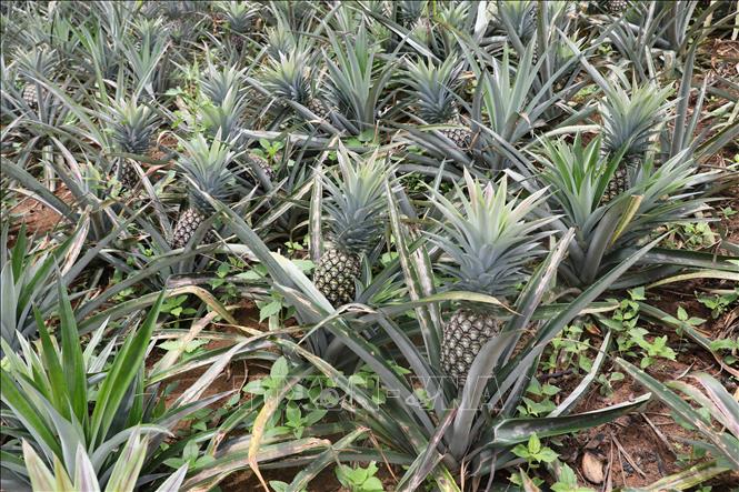 A garden of pineapple ready for harvest. VNA Photo: Phan Quân 